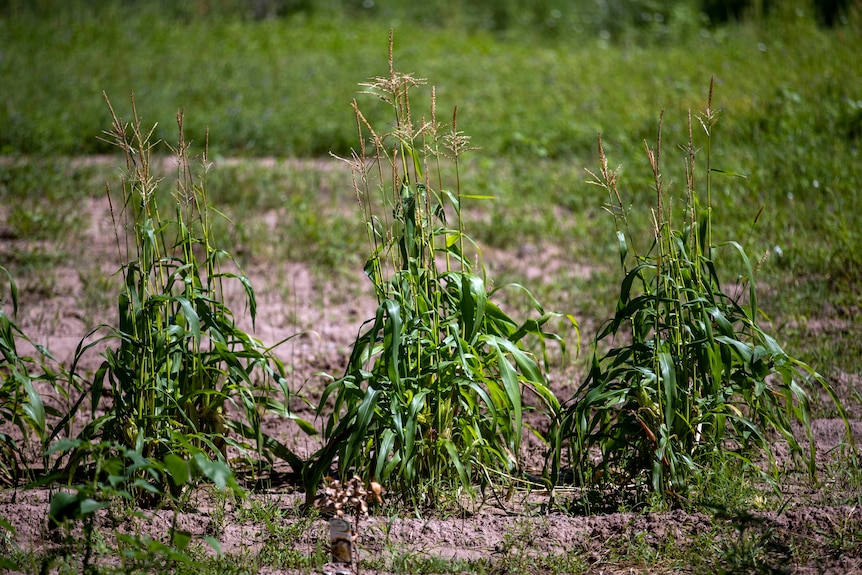 Three corn plants in a field. 