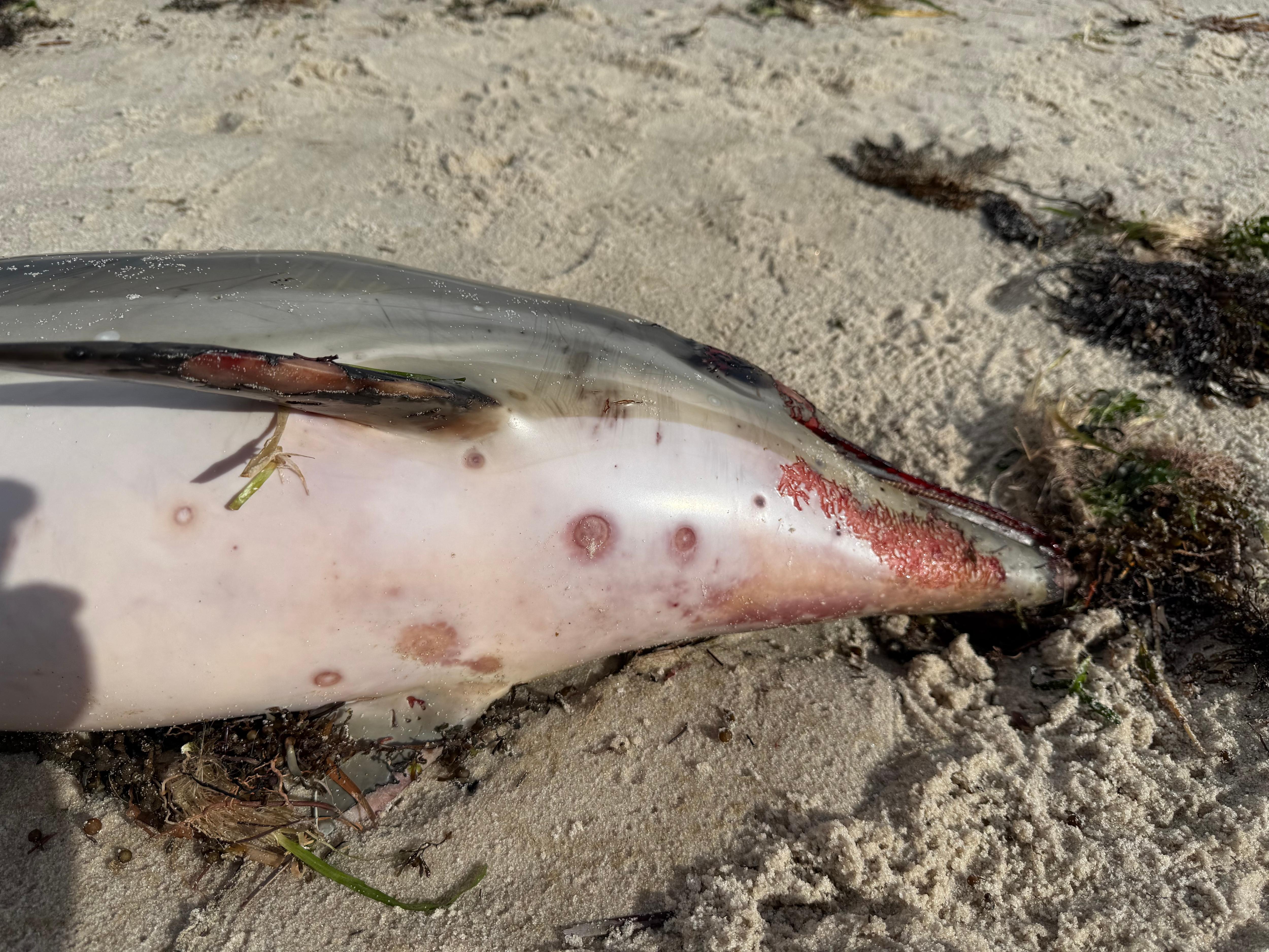 abc.net.au/news/2025-07-...