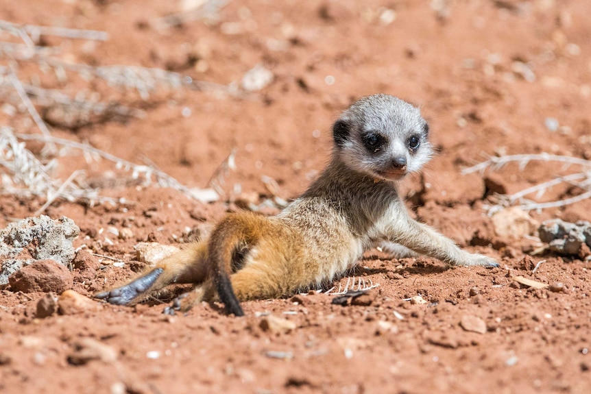 A meerkat pup lays belly down in the dirt