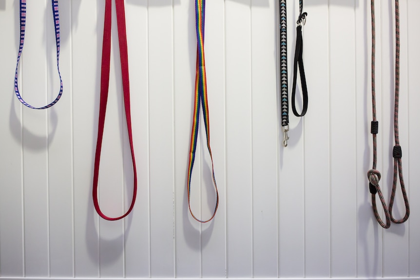 Colourful leashes hang against a white wall.