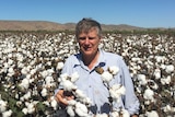A grey-haired man in a light blue shirt stands squinting in a cotton field.