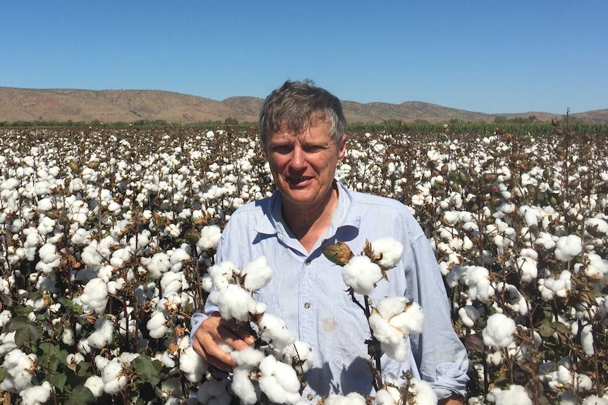 Cotton researcher Stephen Yeates standing in a paddock of cotton