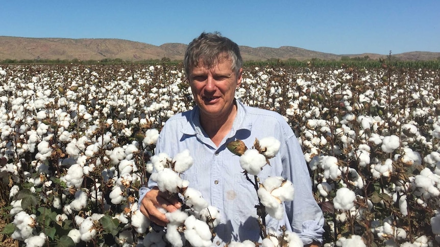 A grey-haired man in a light blue shirt stands squinting in a cotton field.