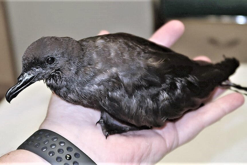 A Bulwer's petrel in a human hand. The bird is black with a long shiny black beak.