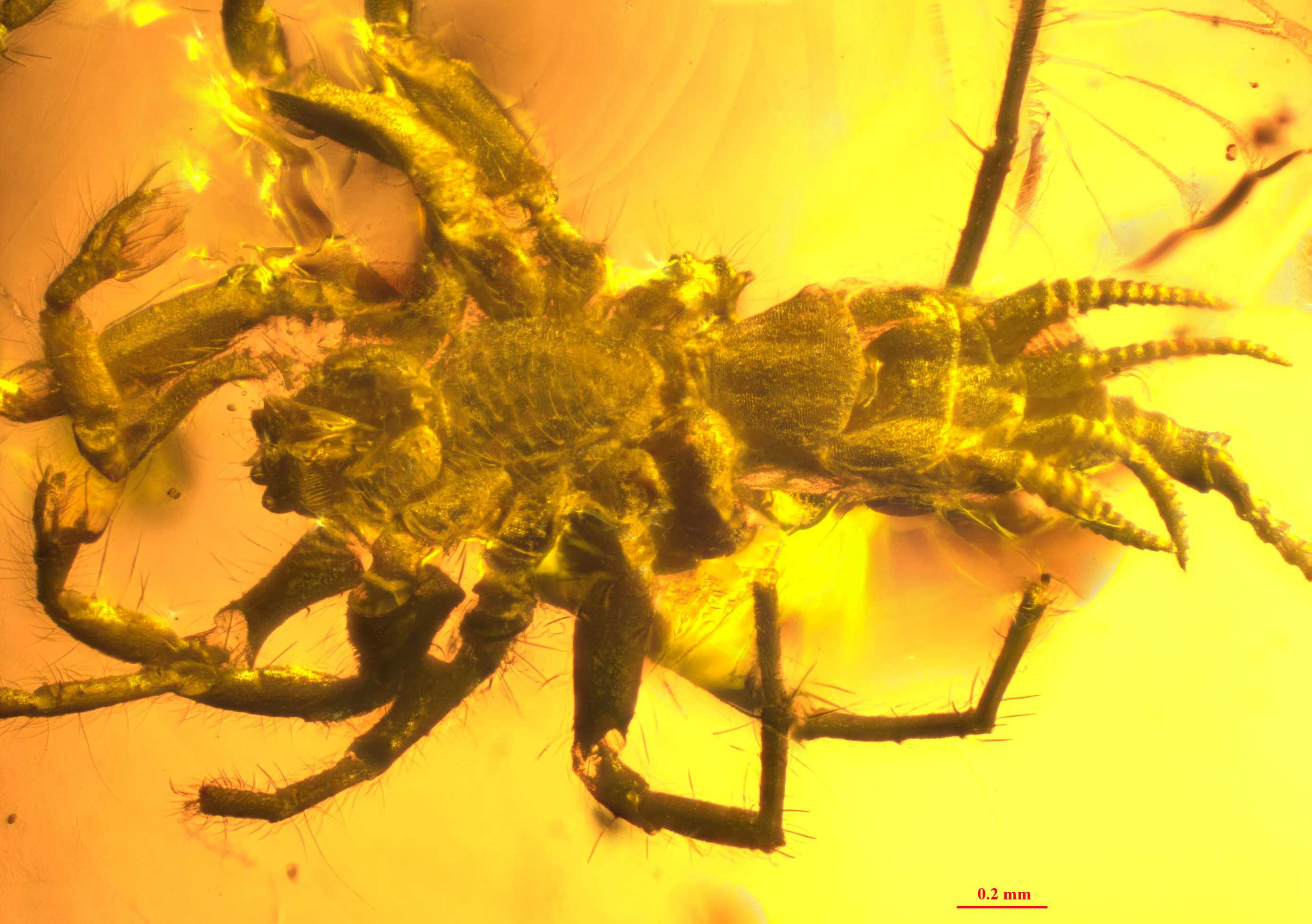 Ancient Arachnid Trapped In Amber A Missing Link In Spider Evolution   Cb4e1c4b3ca576df633bae1e839be05b