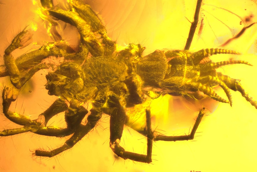 Close up of a newly discovered ancient arachnid in amber