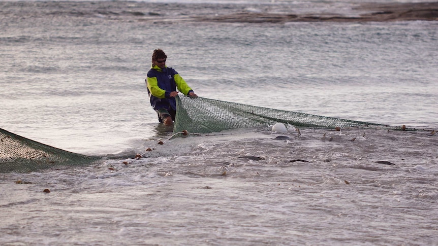 A man hauls a fishing net in the surf at Parry Beach in WA. Salmon are caught in the net.