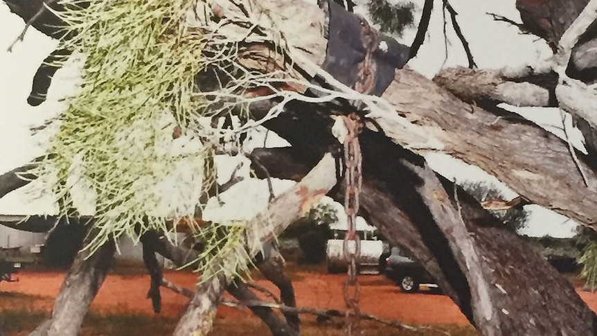 The children were tied to a tree in chains