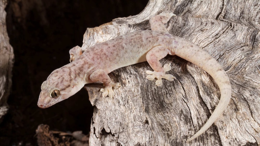 A light-coloured gecko with pale puce mottling crouches on a piece of rock or petrified wood.