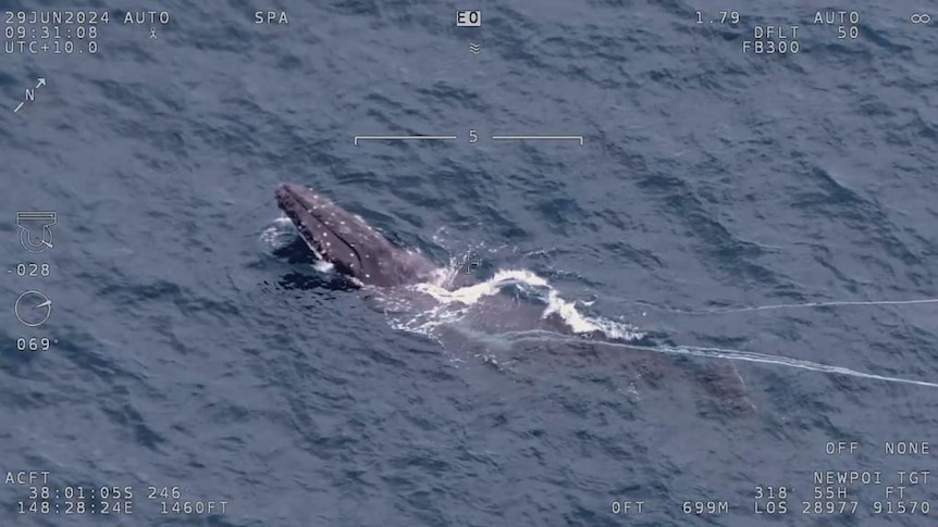 Major rescue effort to free tangled humpback whale