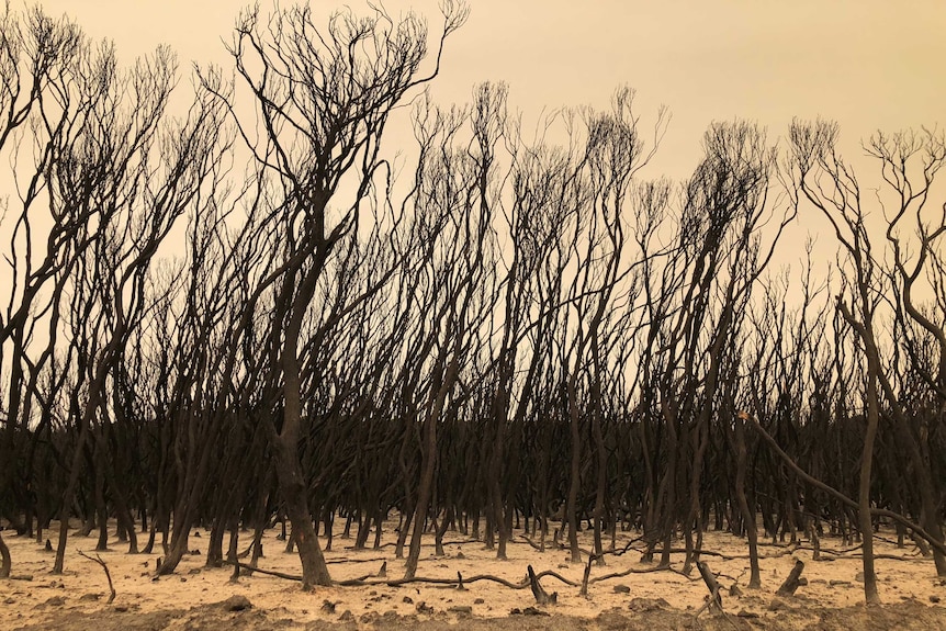 Trees and bushland charred by bushfires.