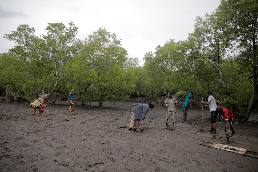 Six people standing in a muddy area in front of mangrove trees.