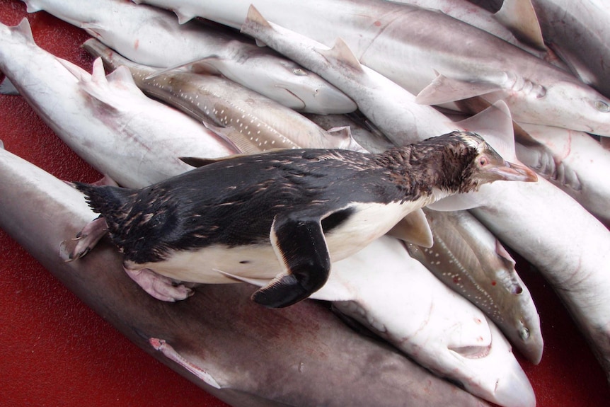 A penguin that died after being caught in gillnet fishing equipment.