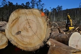 Harvesting native regrowth forest in southern Tasmania