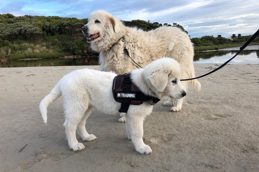 A young fluffy pup wearing a vest that says 'in training' stands on a beach with an older dog