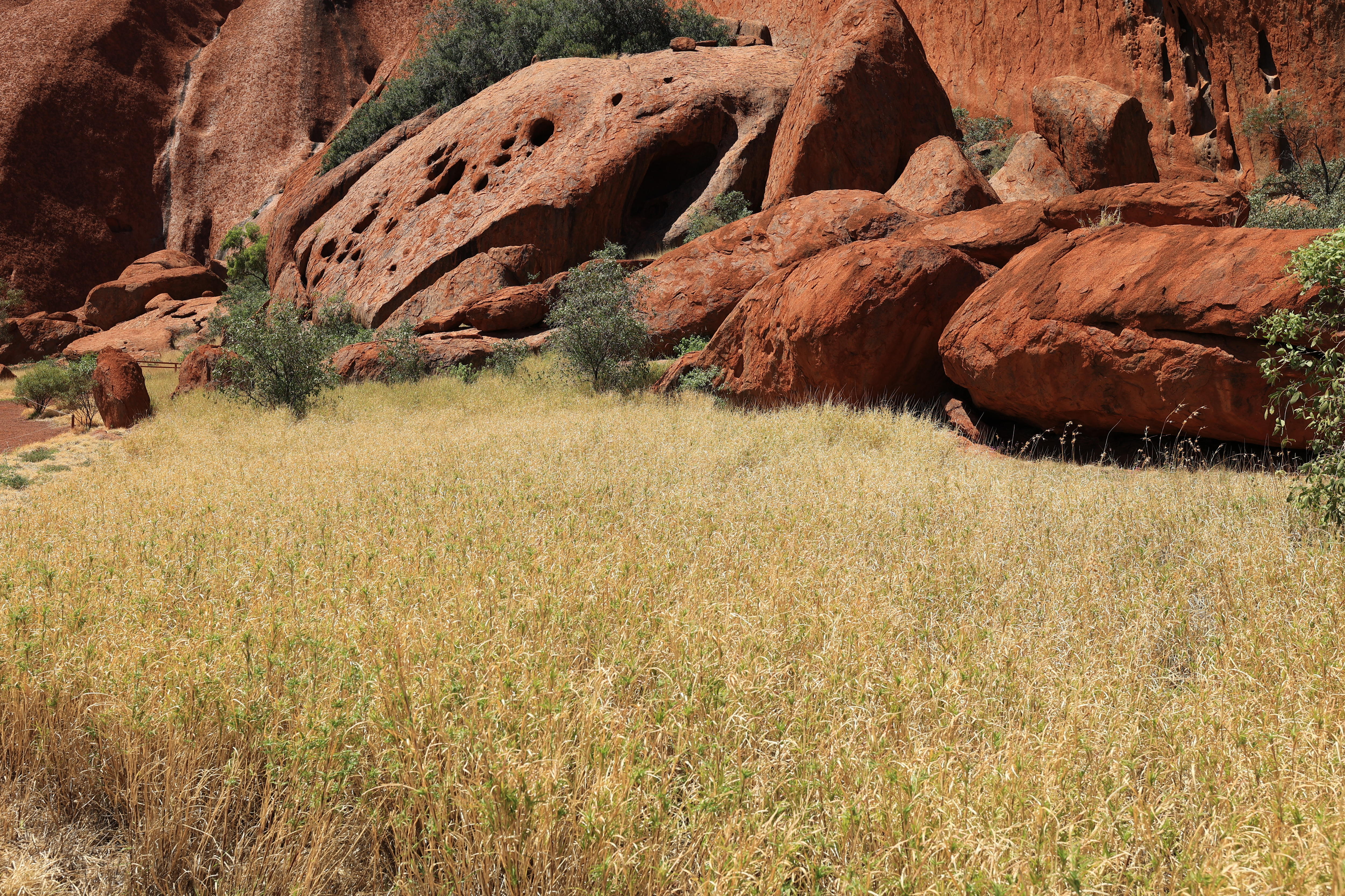 Dry buffel grass grows in the foreground while Uluru rises behind.