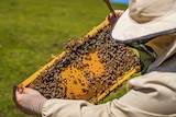 A man wearing a bee suit examines honey comb on a bee hive outside.