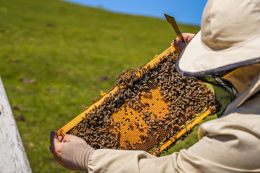 A man wearing a bee suit examines honey comb on a bee hive outside.