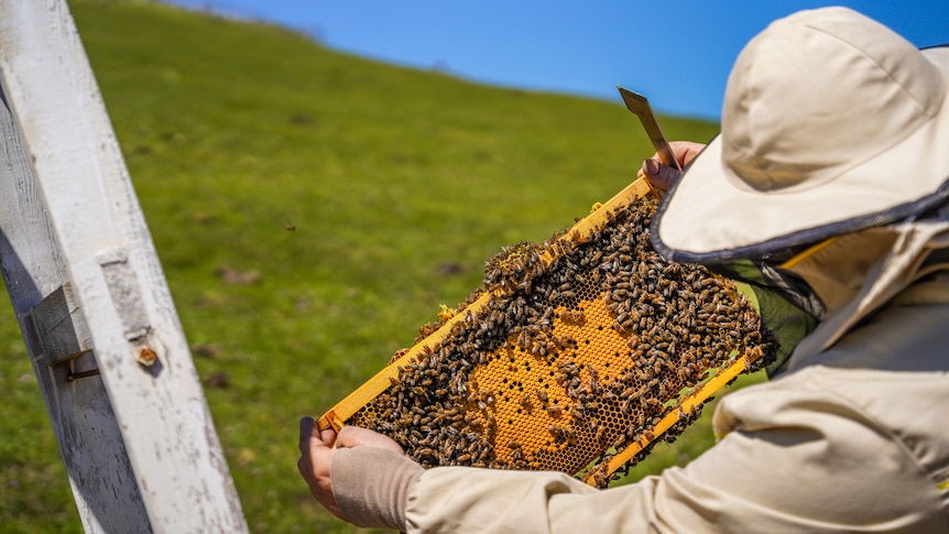 A man wearing a bee suit examines honey comb on a bee hive outside.