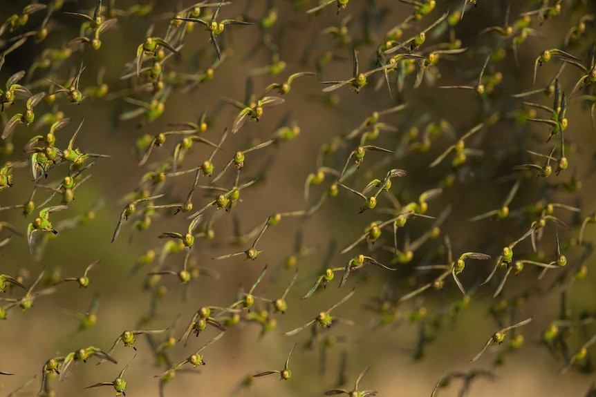A flock of green and yellow parrots all in flight.