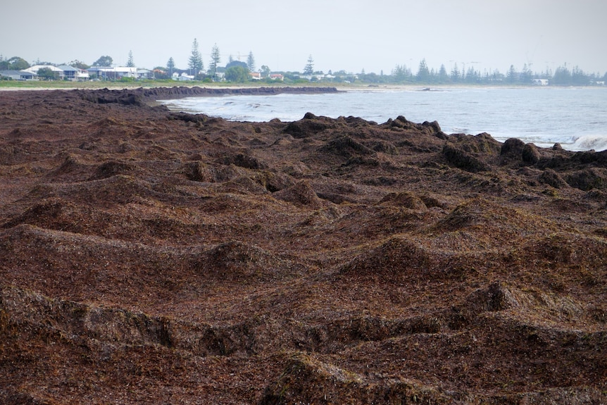 A beach completely covered in brown seaweed.