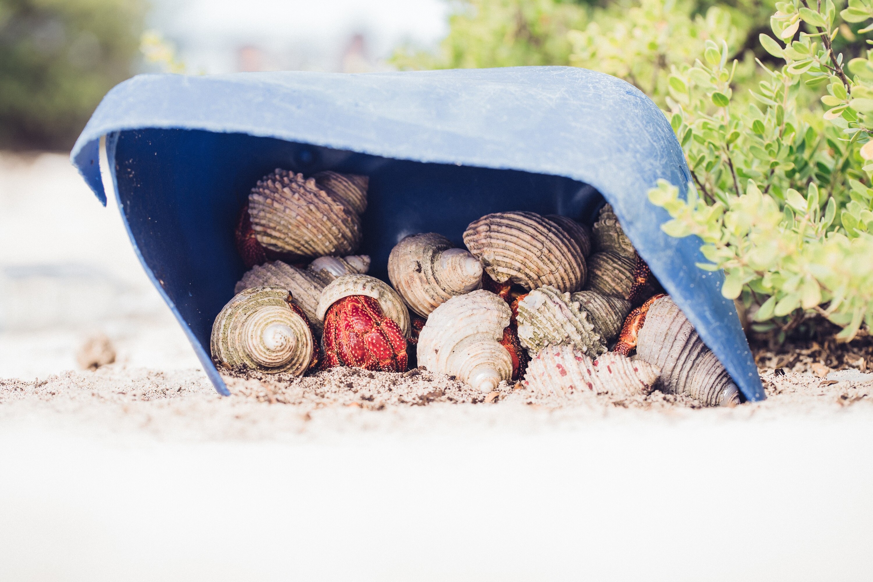 A hermit crab takes shelter in a discarded plastic container on Henderson Island