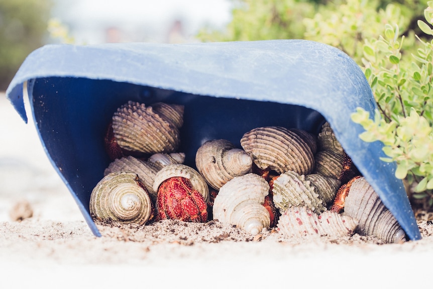 A hermit crab takes shelter in a discarded plastic container on Henderson Island