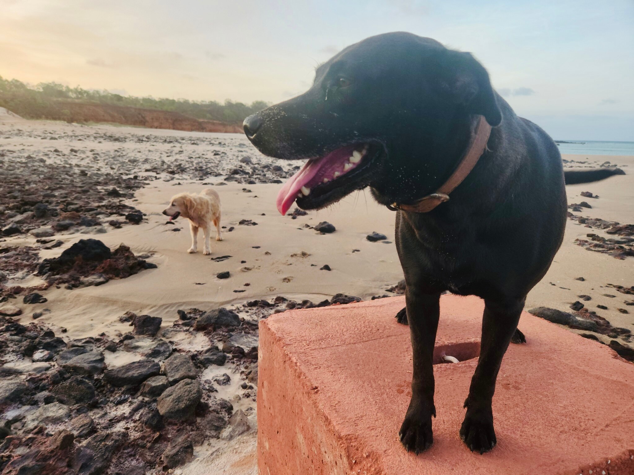 Two dogs, one black and one beige, on the shore of a beach.