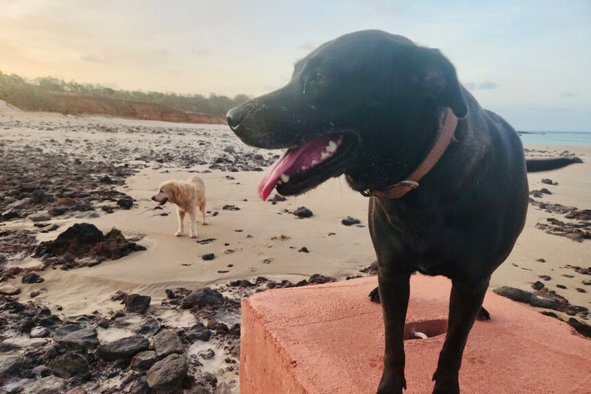 Two dogs, one black and one beige, on the shore of a beach.