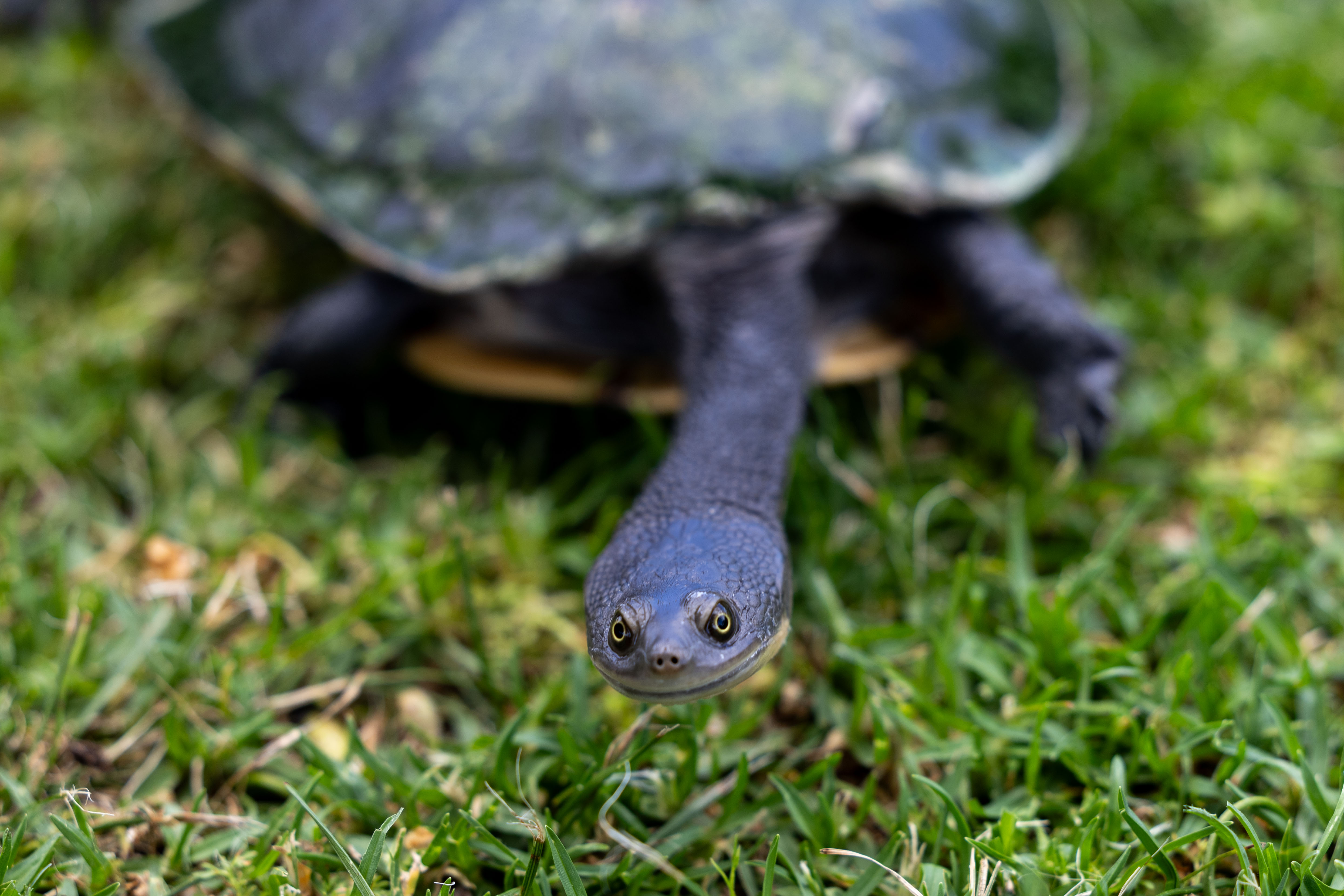 Primer plano de la cara de una tortuga 