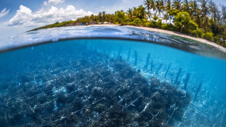Underwater view of seaweed farming