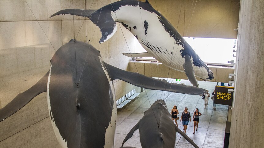 Three large model whales.