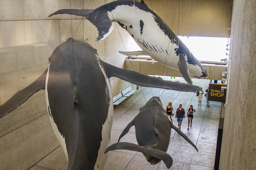 Three large model whales.