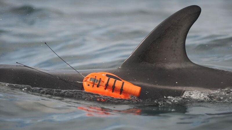 Camera tagging is giving scientists new insights into dolphin behaviour.