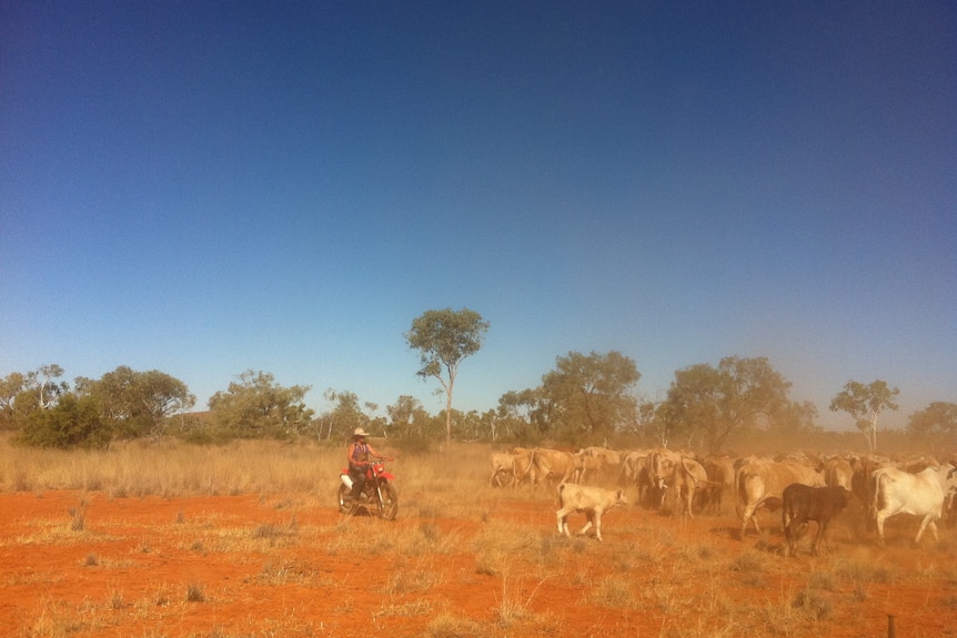 A jackaroo rounds up cows on a motorbike