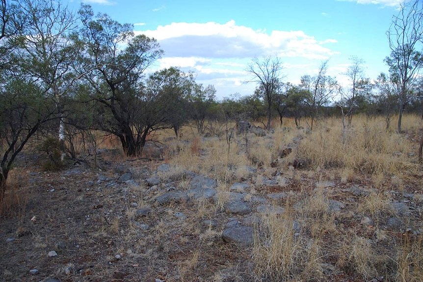 A photo of typically arid country at the Tanami site.