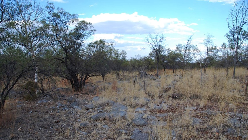 A photo of typically arid country at the Tanami site.