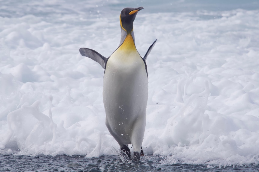 A king penguin emerging from the surf at Macquarie Island 2021
