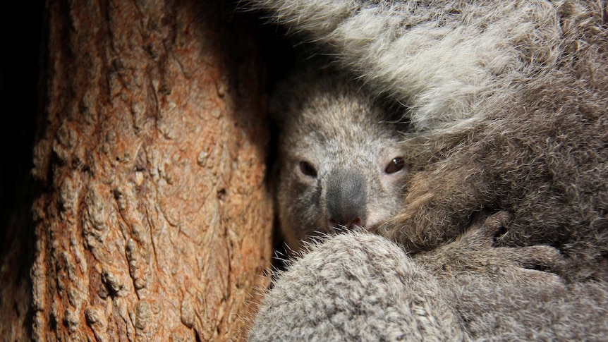 Nearly 1,000 koalas have died along the Tillegerry Peninsula over the past 20 years, with as many as 7,000 incidents.