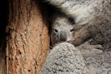 Nearly 1,000 koalas have died along the Tillegerry Peninsula over the past 20 years, with as many as 7,000 incidents.