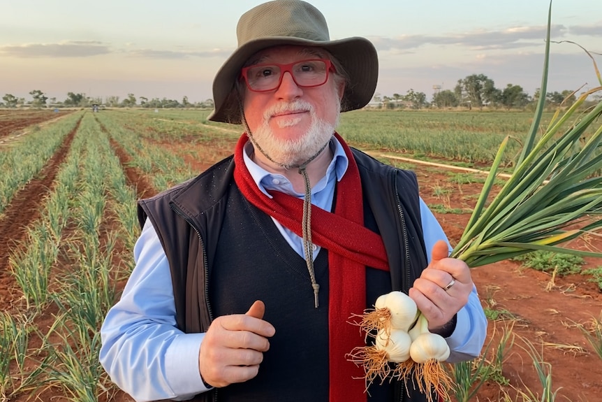 A man wearing a floppy hat, red glasses and scarf, and a vest holds three bulbs of peeled garlic by the stalks in a garlic crop.
