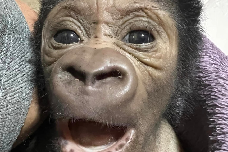 a baby gorilla's face looks into the camera