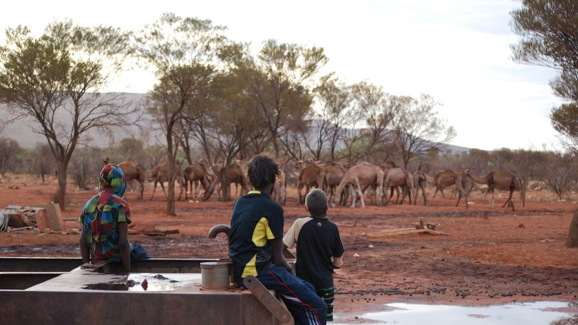 Aboriginal children watch wild camels