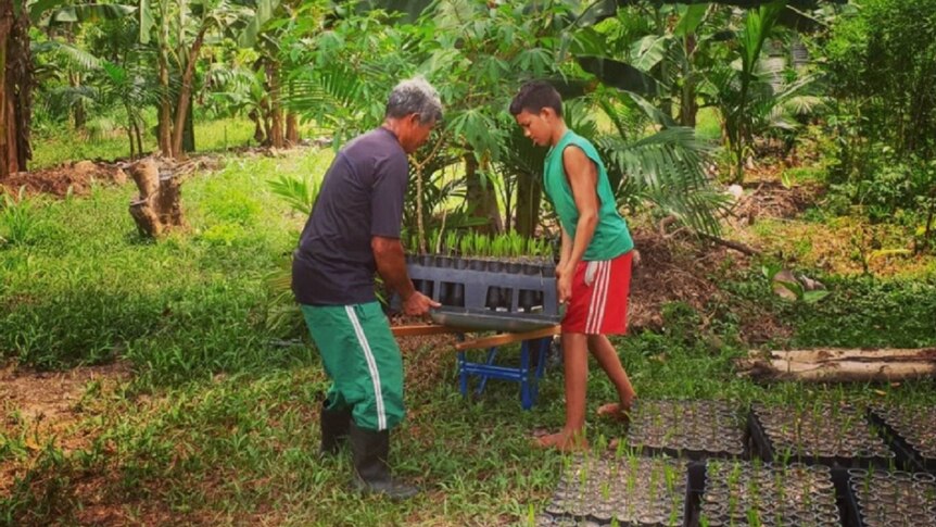 A man and a young boy carry a small crate of plants in the rainforest.