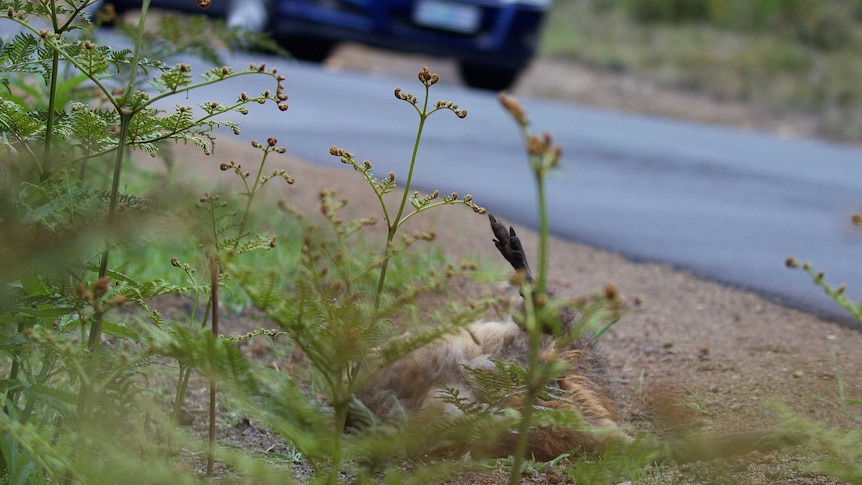 A pademelon in its final resting place on a roadside verge