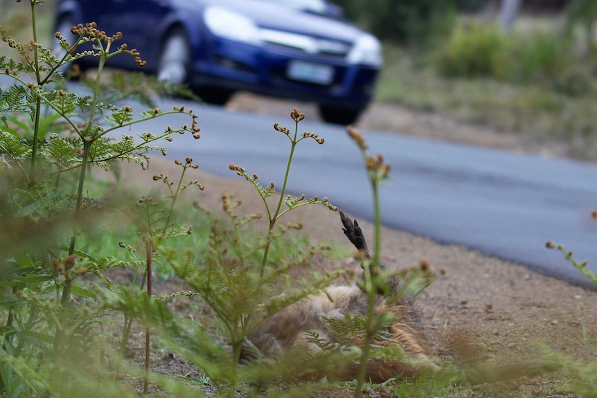 A pademelon in its final resting place on a roadside verge