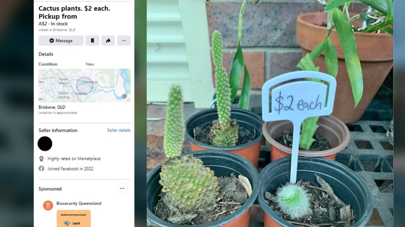A composite image of a Facebook marketplace post and cacti in pots.