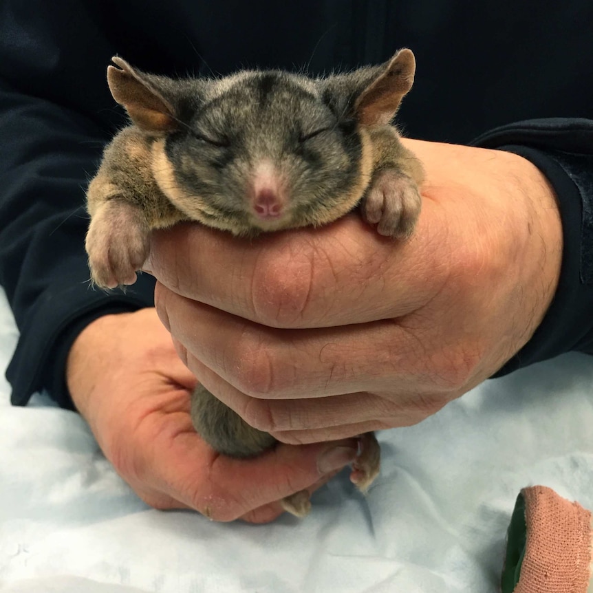 The Leadbeater's possum goes under anaesthetic before his X-ray.