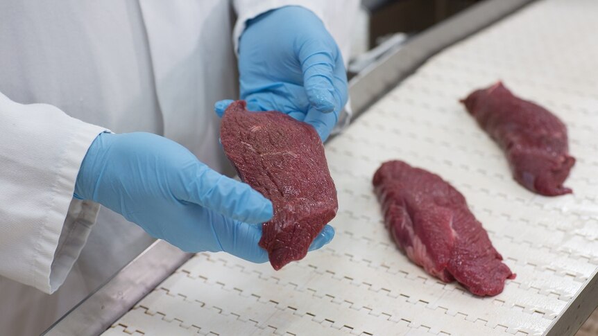 Hands wearing blue plastic gloves is holding a piece of kangaroo fillet with 2 other pieces of meat in the background.