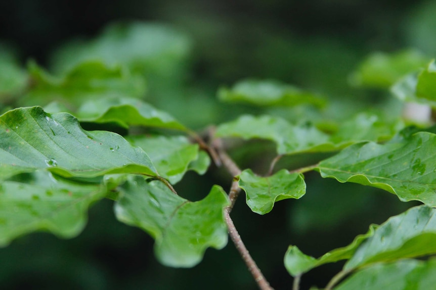 Oak leaves